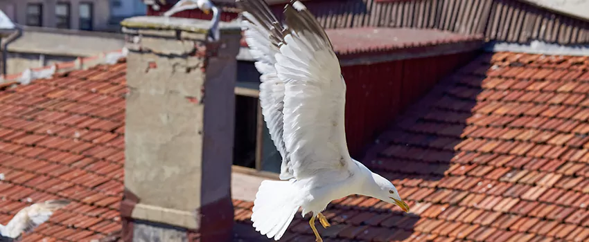 Residential Chimney Animal Removal Solution in Oconee Heights, GA